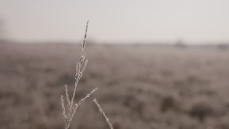 close-up-shot-of-a-single-frozen-flora-swaying-in-the-wind