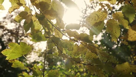 Licht,-Das-Im-Herbst-In-Deutschland-Durch-Die-Blätter-Eines-Waldes-Scheint