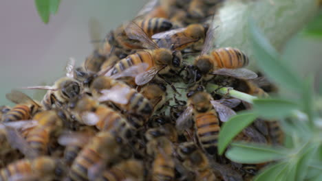 Macro-of-a-large-swarm-of-Honey-bee's