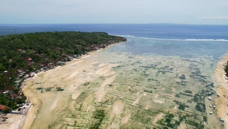 Amplia-Panorámica-Aérea-De-La-Granja-De-Algas-Marinas-Entre-Nusa-Ceningan-Y-La-Isla-Lembongan-En-Un-Día-Soleado-En-Bali-Indonesia