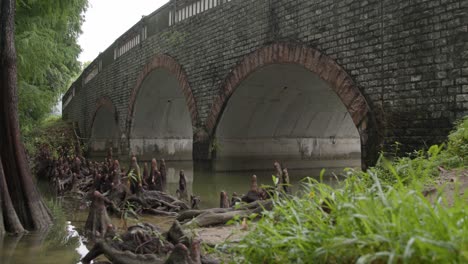Kahle-Zypresse-Wurzelt-In-Einem-Fluss-In-Der-Nähe-Der-Römischen-Bogenbrücke,-Niedriger-Winkel