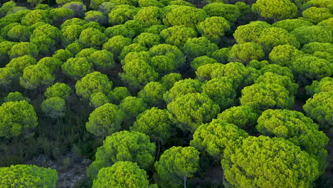 Aerial-Flying-Over-Dense-Parasol-Pine-Tree-Forest-Of-El-Rompido