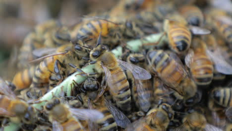 Makro-Eines-Großen-Schwarms-Von-Honigbienen