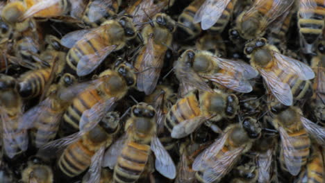 Makro-Eines-Großen-Schwarms-Von-Honigbienen