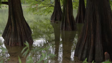 Bald-Cypress-tree-trunks-in-swamp,-truck-left