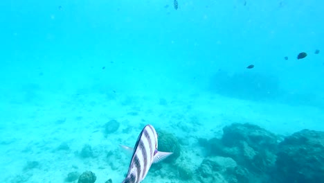 Swimming-with-Scissortail-Sergeants-in-clear-waters-of-Zanzibar