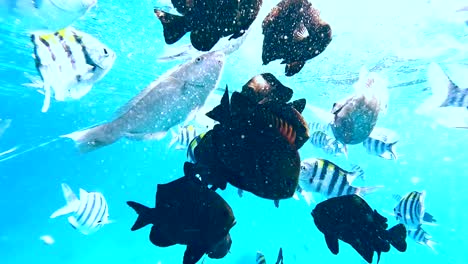 Viele-Tropische-Fische-Schwimmen-Im-Kristallklaren-Türkisfarbenen-Wasser-Von-Sansibar