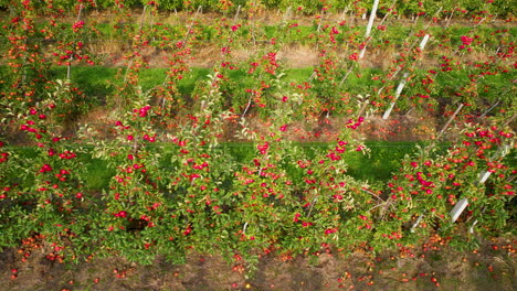 Aerial-top-down-shot-of-growing-red-apples-on-plantation-in-summer-time
