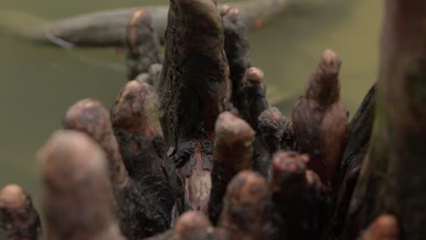 Bald-Cypress-knees-in-closeup,-tree-roots-in-a-wetland