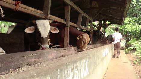 Vacas-Con-Números-En-Las-Orejas-Masticando-Heno-En-La-Casa-De-Vacas-Esperando-Comida-En-La-Granja-De-Graneros