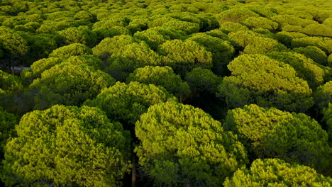 Aerial-View-Over-Dense-Parasol-Pine-Tree-Forest-Of-El-Rompido