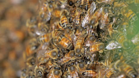 Macro-of-a-large-swarm-of-Honey-bee's