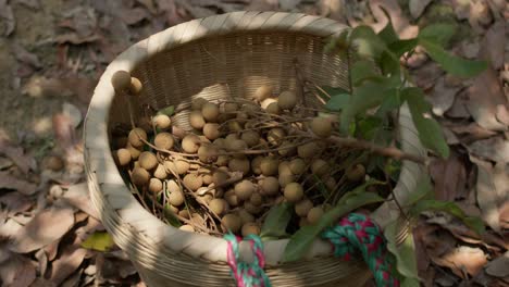 Harvesting-longan-fruit--branches-in-a-basket