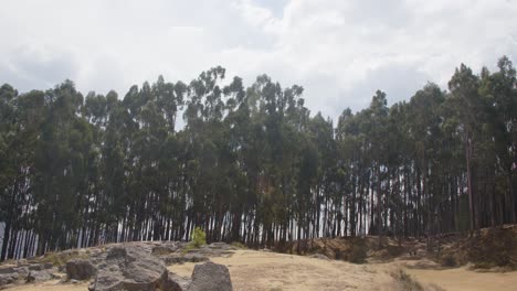 Qenqo-Schaukelt-Landschaften-Mit-Eukalyptusbäumen,-Peru---4k