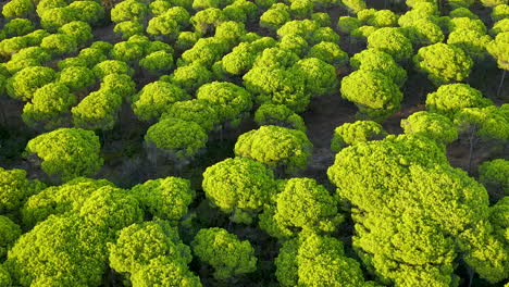 Aerial-View-Over-Dense-Parasol-Pine-Tree-Forest-Of-El-Rompido