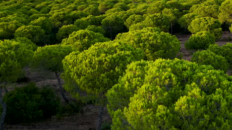 Aerial-flyover-beautiful-green-pine-tree-Plantation-shining-by-sunlight-in-the-evening---Spain,-El-Rompido
