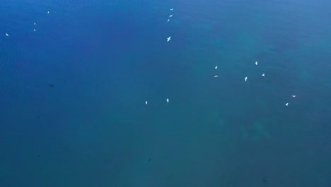 Flying-with-drone-over-birds-with-blue-sea-beneath-them