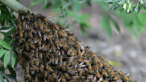 Großer-Schwarm-Honigbienen