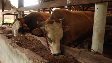 Rinderkuh-In-Scheunen-Auf-Dem-Bauernhof,-Die-Organische-Natürliche-Gesamtmischungsration-Für-Die-Milchproduktion-Fressen