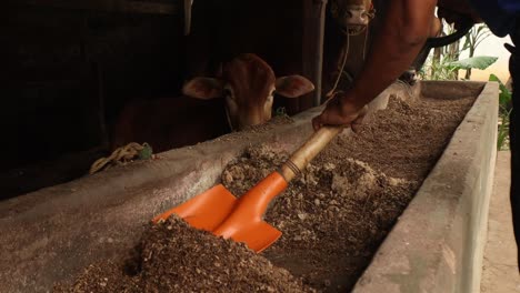 preparing-healthy-dairy-feeding-for-cow-cattle-in-a-farm