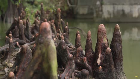 Closeup-of-Bald-Cypress-Tree-Roots-in-a-swamp