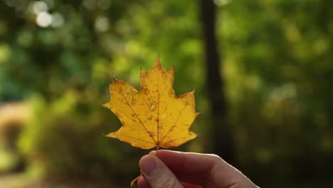 Holding-a-yellow-maple-leaf-in-her-hand-in-autumn-time