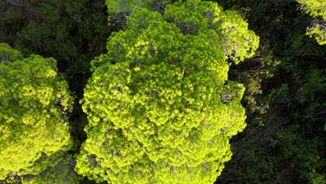 Luftaufnahme-Von-Oben-Nach-Unten-über-Leuchtend-Grüne-Kiefernkrone,-Die-Während-Des-Sonnenuntergangs-Auf-Dem-Feld-In-Spanien-Wächst