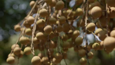 Sweet-longan-fruit-hanging-in-tree-branches,-selective-focus