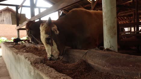 close-up-of-cattle-cow-eating-total-mixed-ration-food-in-a-farm-barns-,-food-chain-crisis-concept