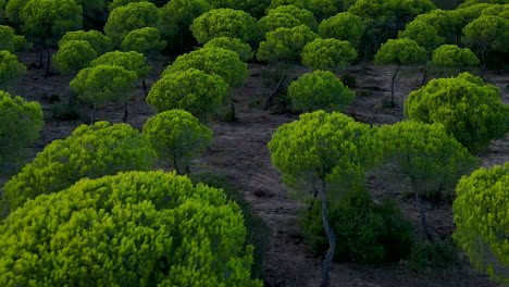 Aerial-backwards-shot-of-several-Pine-trees-growing-on-field-in-El-Rompido,-Spain---Beautiful-botanical-vegetation-of-nature