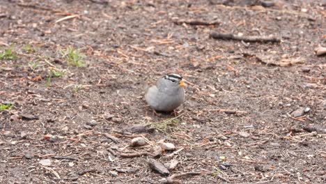 White-crowned-sparrow-searches-for-seeds-on-the-ground-in-the-dirt
