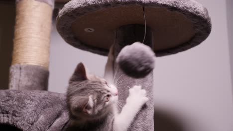 Hyperaktive-Kleine-Silberne-Kätzchenkatze-Spielt