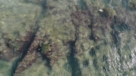 Grüne-Meeresschildkröten,-Die-Von-Turbulenten-Gezeiten-Herumgewirbelt-Werden,-Während-Sie-Versuchen,-Entlang-Der-Flachen-Riffe-Von-Maui-Zu-Grasen