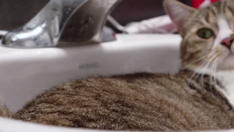 Lazy-Cute-Fatty-Upset-Tabby-Cat-Resting-in-Bathroom-Sink-Close-Up-Headshot-Panning-from-Left-to-Right