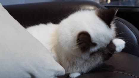 Traurige-Rogdoll-Kätzchen-Katze-Leckt-Sich-Den-Arm-Und-Wischt-Sich-Das-Gesicht-Auf-Der-Couch-Ab