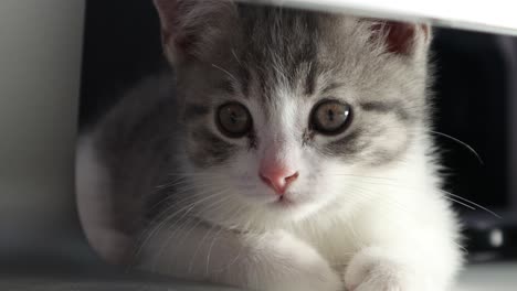 Kleines-Süßes-Kätzchen,-Das-Sich-Auf-Dem-Schreibtisch-Unter-Einem-Computer-Versteckt
