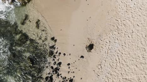 Grüne-Meeresschildkröte,-Die-Sich-Entlang-Der-Sandigen-Küste-Von-Maui-Sonnt