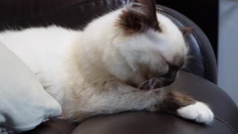Sad-Rogdoll-Kitten-Cat-Licking-Her-Arm