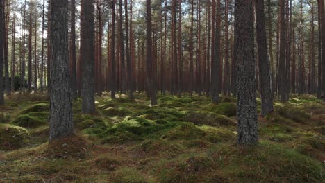 Beautiful-moss-covered-ground-in-the-middle-of-the-pine-forest