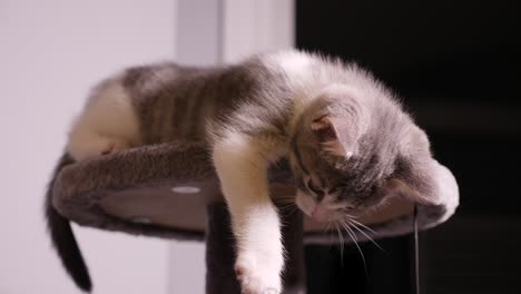 Silver-Little-Kitten-Cat-Cute-Shorthair