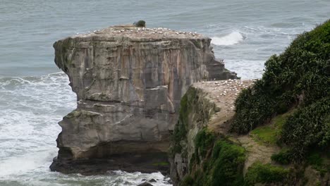 Tight-shot-of-a-large-gannet-colony-nesting-on-top-of-the-cliffs-at-Muriwai,-New-Zealand