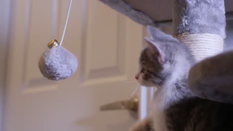 Little-Silver-Kitten-Cat-Playing-a-Fluffy-Ball