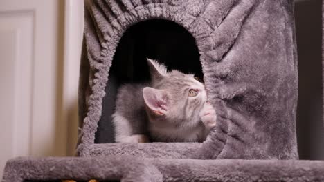 Active-Little-Kitten-Jumping-and-Playing-Funny