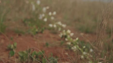 Slow-motion-close-up-shot-in-a-dried-up-field-while-a-woman-in-a-turquoise-dress-and-brown-shoes-walks-by-with-a-wood-basket-and-the-focus-transitions-to-a-plant-in-100-fps