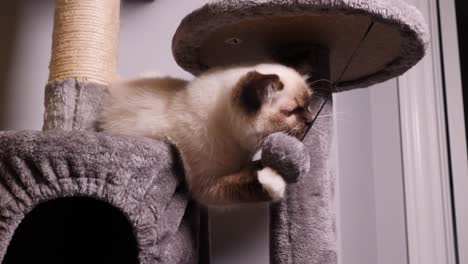 White-Ragdoll-Cat-Playing-Fluffy-Ball-on-Cat-Tree