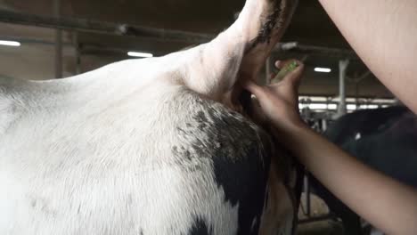close-up-of-veterinarian-injected-vaccine-medicine-to-cow-cattle-in-a-farm