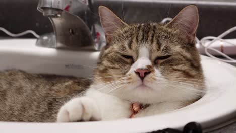 Happy-Tabby-Cat-Resting-in-Washroom-Sink