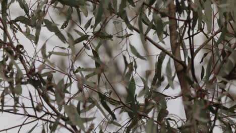 Gestreifter-Pardalote,-Der-Zwischen-Zweigen-Eines-Jungen-Eukalyptusbaums-Hüpft