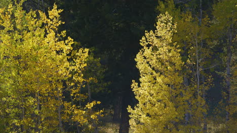 Herbstblätter-In-Bozeman,-Montana-4k