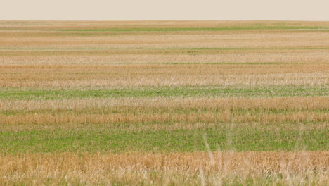 Reihe-Von-Landwirtschaftlichen-Feldern-In-Montana-4k